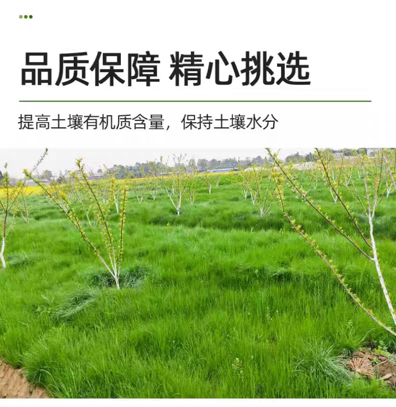鼠茅草种子果园树林绿肥鼠矛毛草籽批发源头厂家