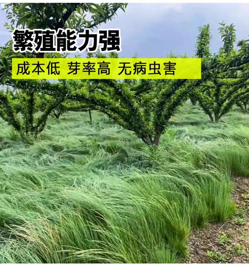 鼠茅草种子果园树林绿肥鼠矛毛草籽批发源头厂家