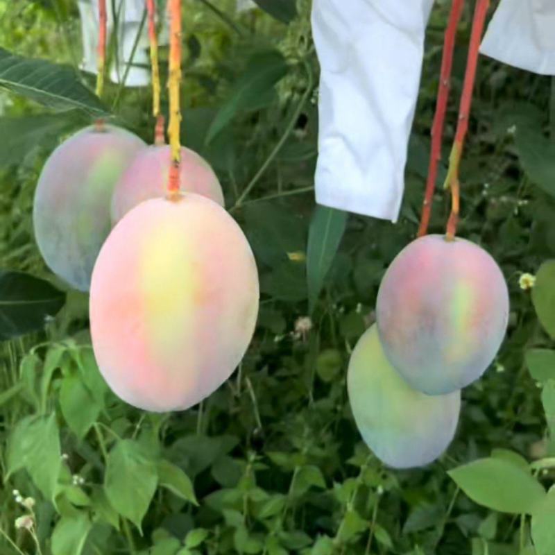 凯特芒