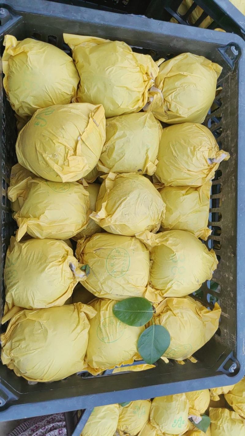 安徽砀山精品翠冠梨产地发货一手货源批发质量保证价格美丽欢迎