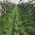鼠茅草种子果园树林绿肥鼠矛毛草籽批发源头厂家
