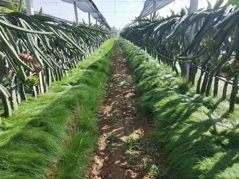 鼠茅草种子果园树林绿肥鼠矛毛草籽批发源头厂家