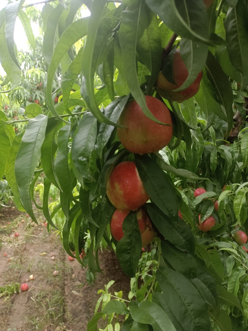 高山脆甜中油二十