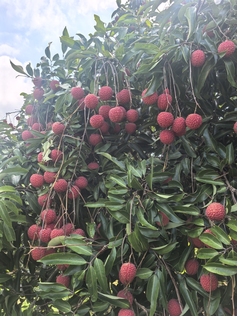 荔枝大量供应