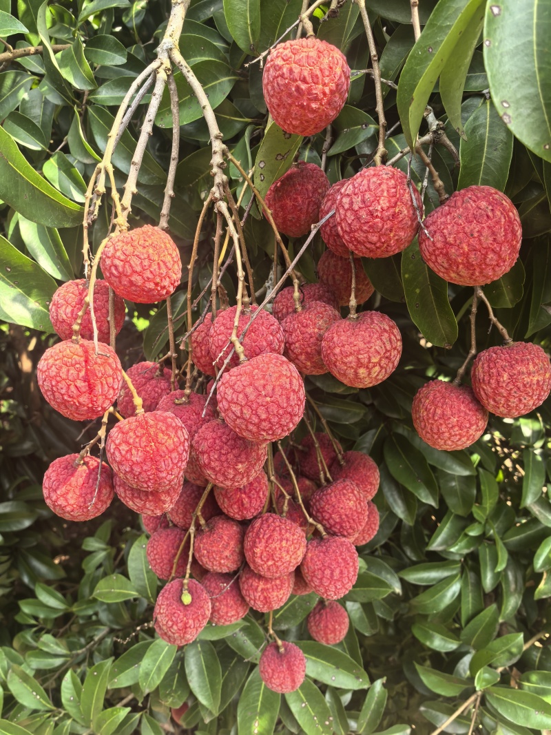 荔枝大量供应