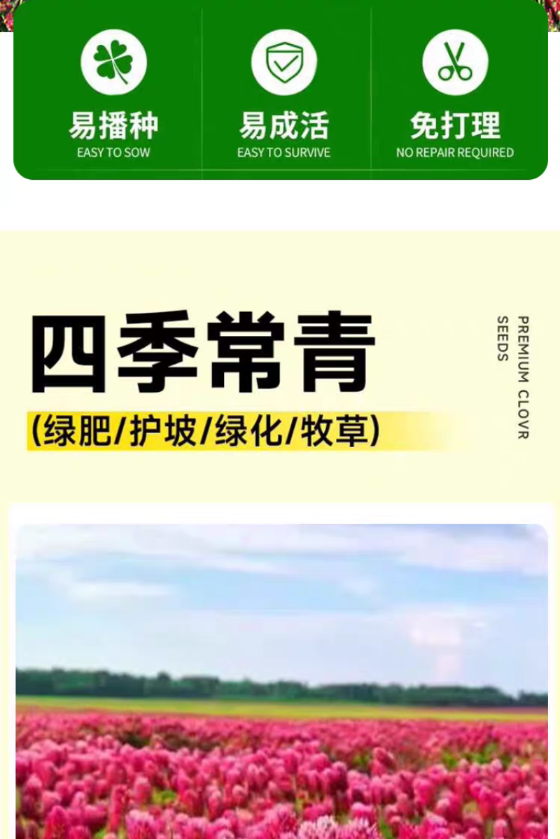 绛三叶种子地中海三叶草果园绿肥蜜源植物牧草种籽护坡三叶草