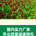 绛三叶种子地中海三叶草果园绿肥蜜源植物牧草种籽护坡三叶草
