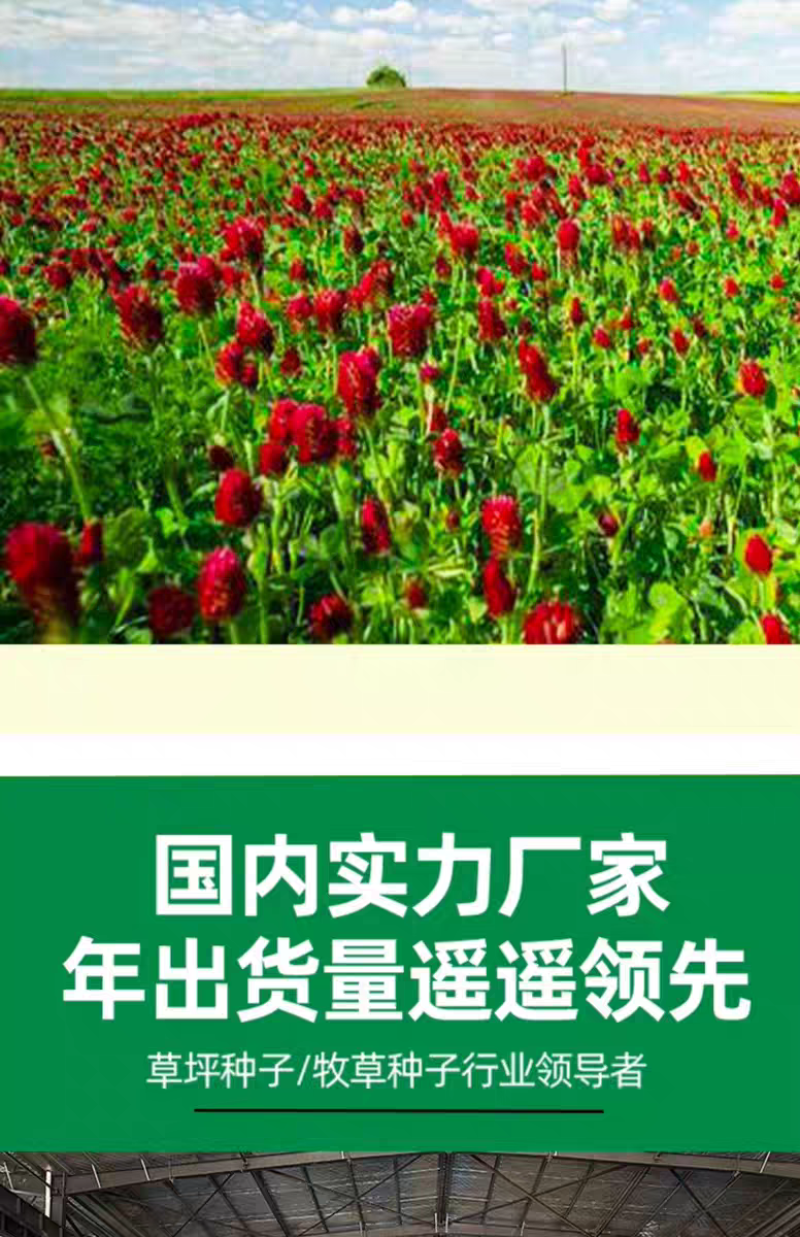 绛三叶种子地中海三叶草果园绿肥蜜源植物牧草种籽护坡三叶草
