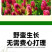 绛三叶种子地中海三叶草果园绿肥蜜源植物牧草种籽护坡三叶草