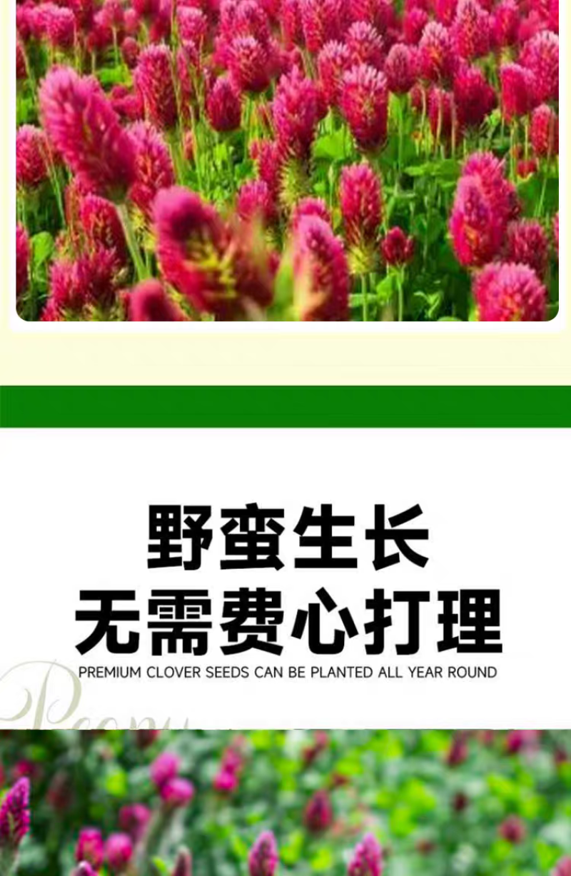 绛三叶种子地中海三叶草果园绿肥蜜源植物牧草种籽护坡三叶草