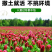绛三叶种子地中海三叶草果园绿肥蜜源植物牧草种籽护坡三叶草