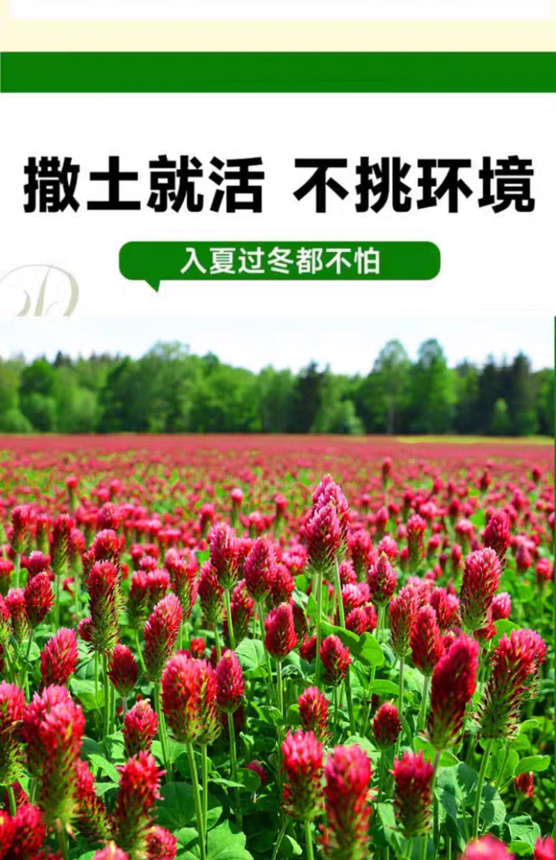 绛三叶种子地中海三叶草果园绿肥蜜源植物牧草种籽护坡三叶草