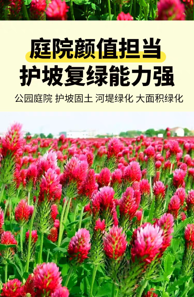绛三叶种子地中海三叶草果园绿肥蜜源植物牧草种籽护坡三叶草