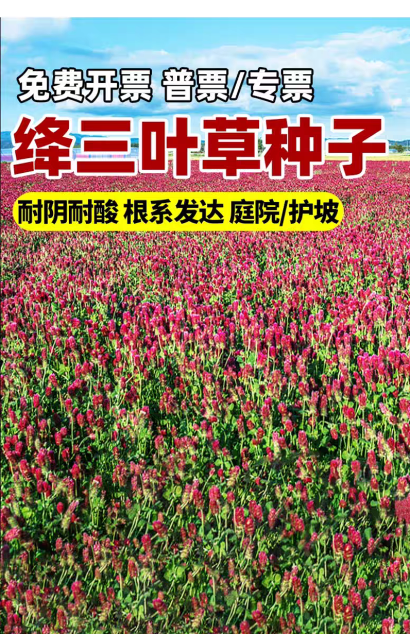 绛三叶种子地中海三叶草果园绿肥蜜源植物牧草种籽护坡三叶草