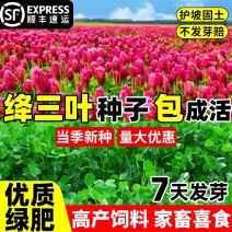 绛三叶种子地中海三叶草果园绿肥蜜源植物牧草种籽护坡三叶草