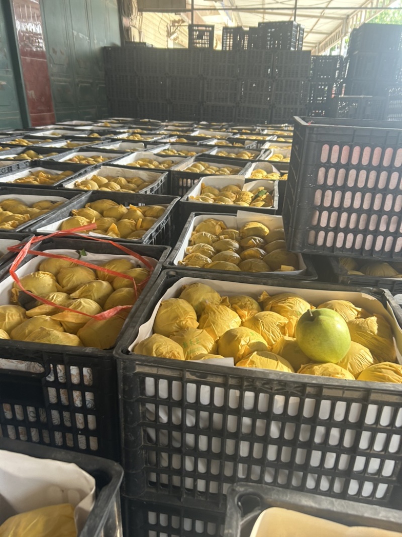 精品皇冠梨口感细腻果面干净量大从优欢迎选购