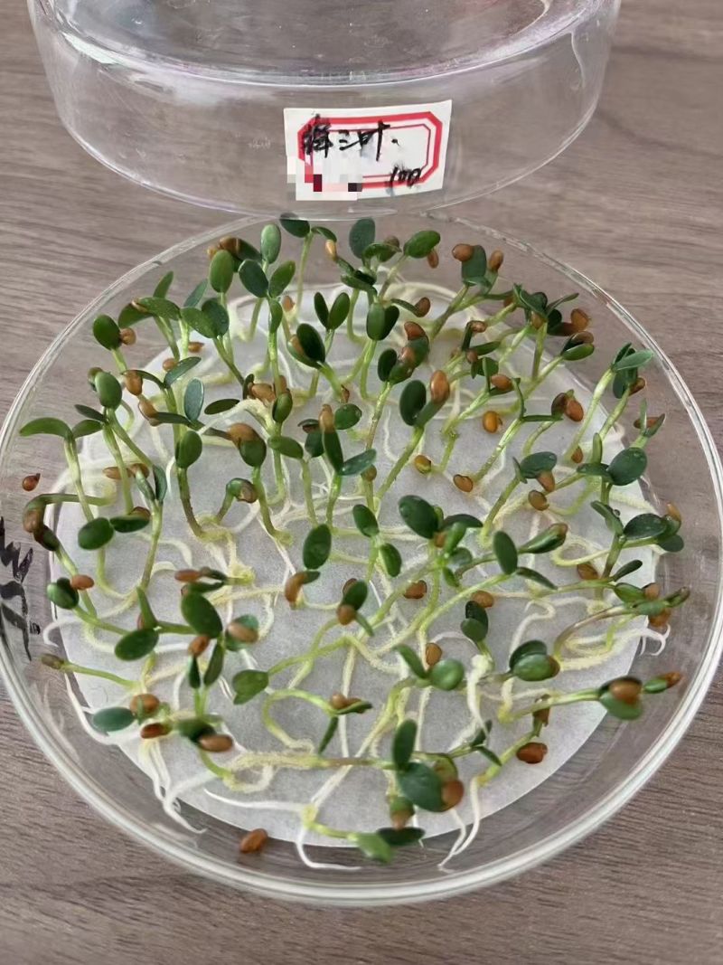 绛三叶种子地中海三叶草果园绿肥蜜源植物牧草种籽护坡三叶草