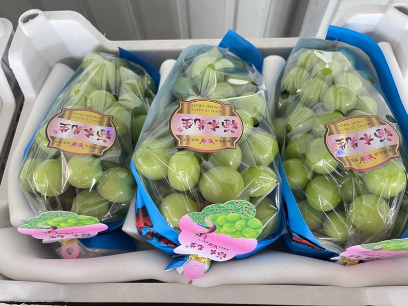 阳光玫瑰16+糖【保糖】对接山姆，盒马高端品