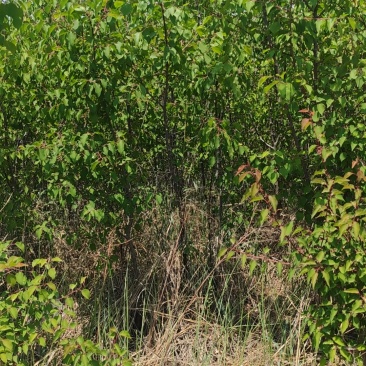 山杏树苗，各种规格，各种型号，是园林道路标配，自家树苗