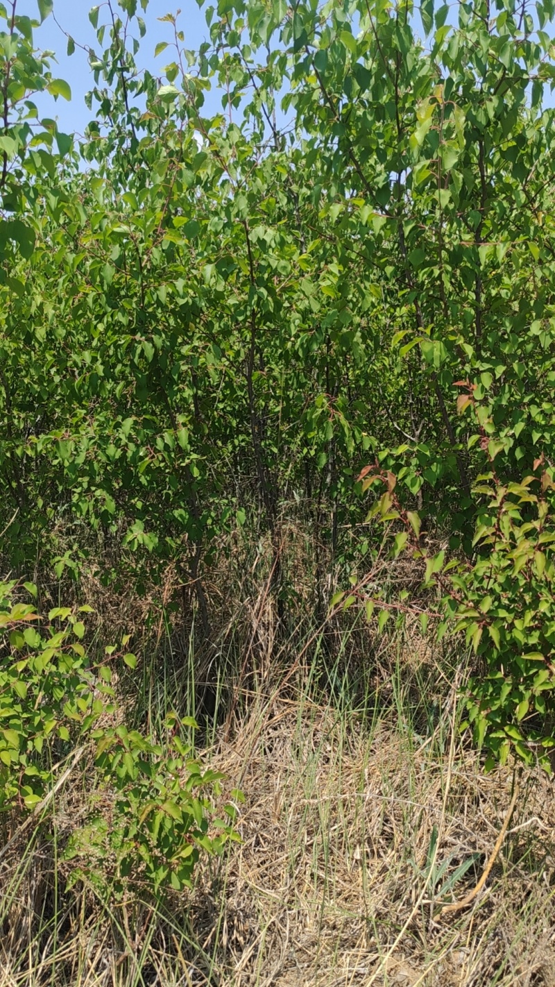 山杏树苗，各种规格，各种型号，是园林道路标配，自家树苗