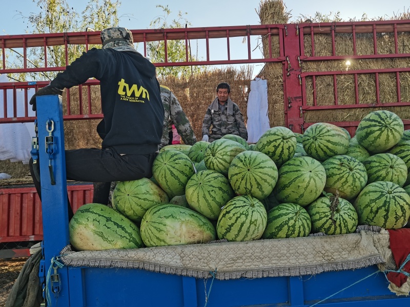 硒砂瓜金花康乐红金城