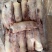 次一级带筋前蹄规格：10kg22个左右猪