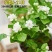 茉莉花