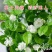 茉莉花