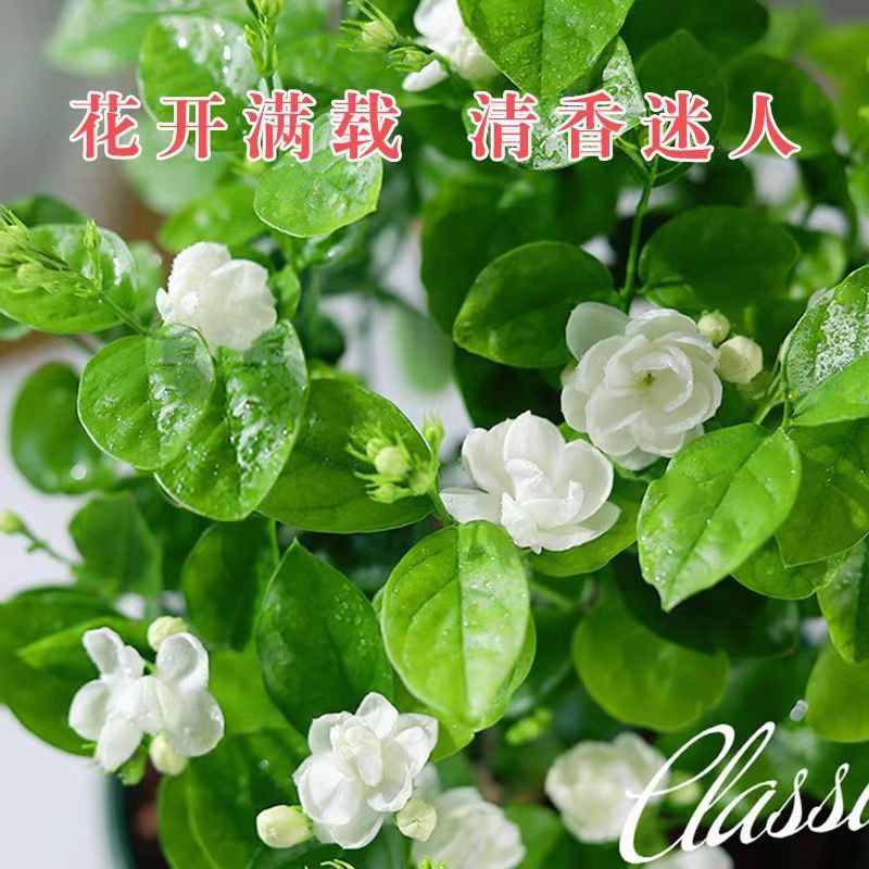 茉莉花