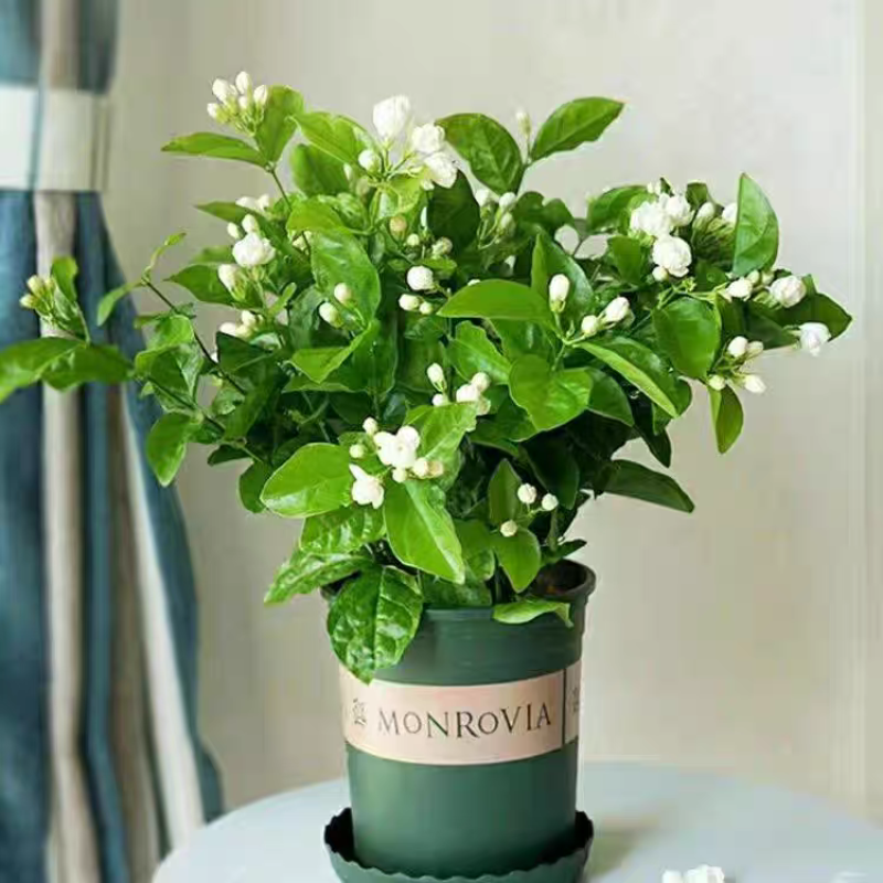 茉莉花