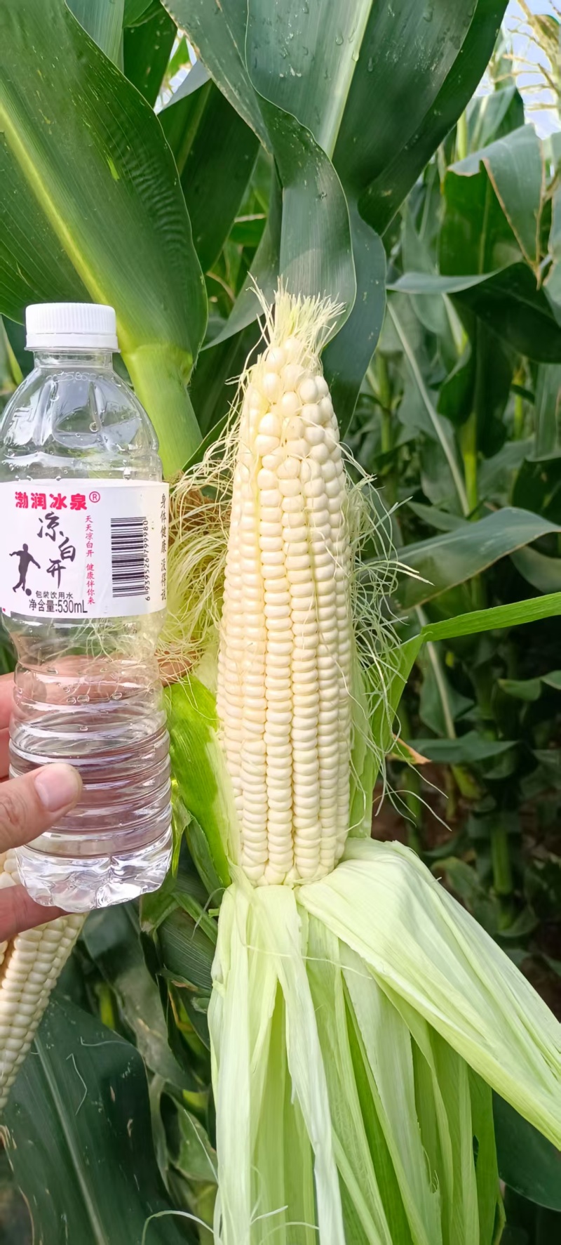 甜糯玉米2000
