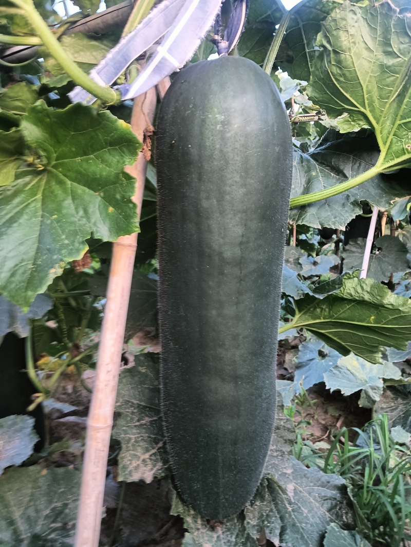 河南商丘小拱棚，黑皮吊冬瓜，即将大量上市，产地代收代发。