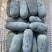 小毛冬瓜电商专用新苗上市