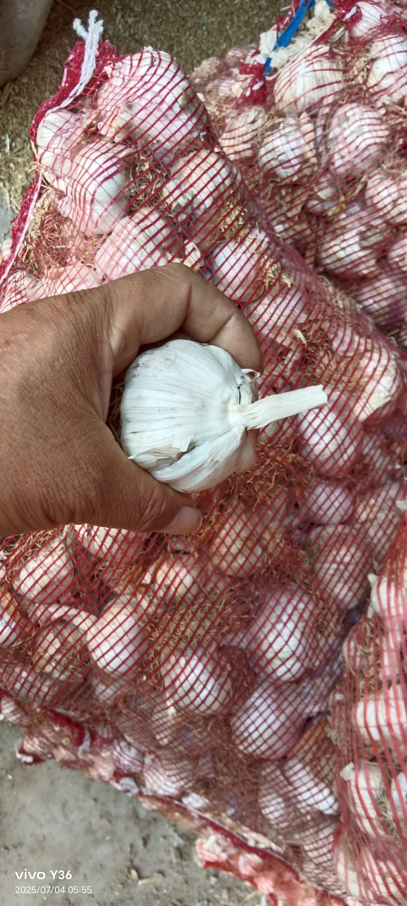 大蒜