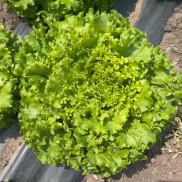 黄叶生菜有货