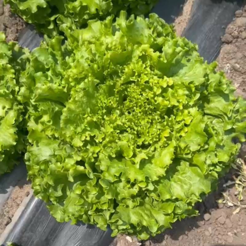 黄叶生菜有货