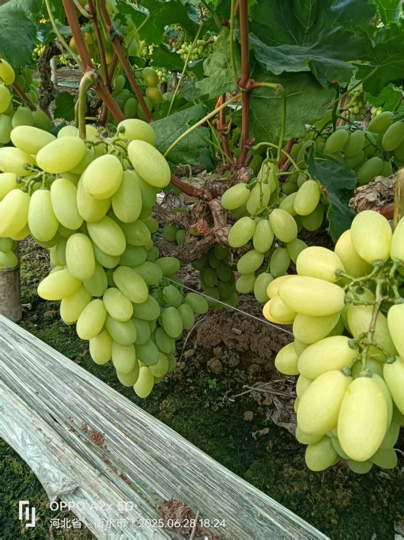 河北饶阳维多利亚大量供应产地直发颗粒大甜度高