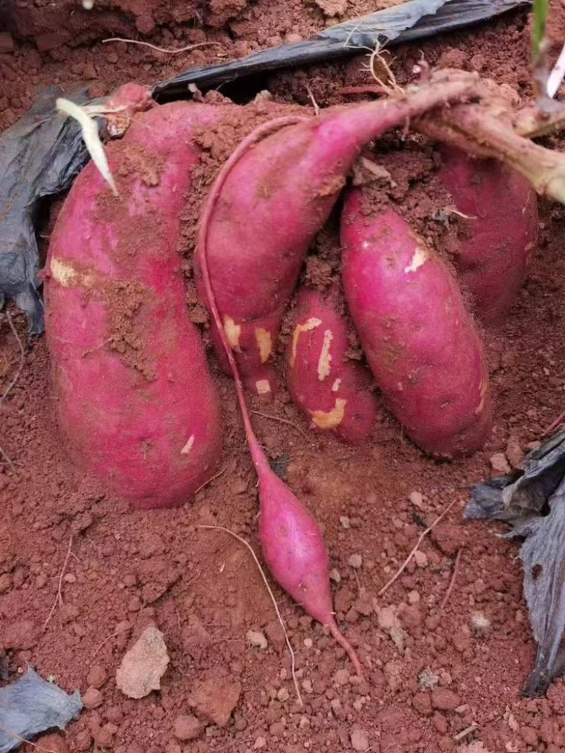 西瓜红蜜薯