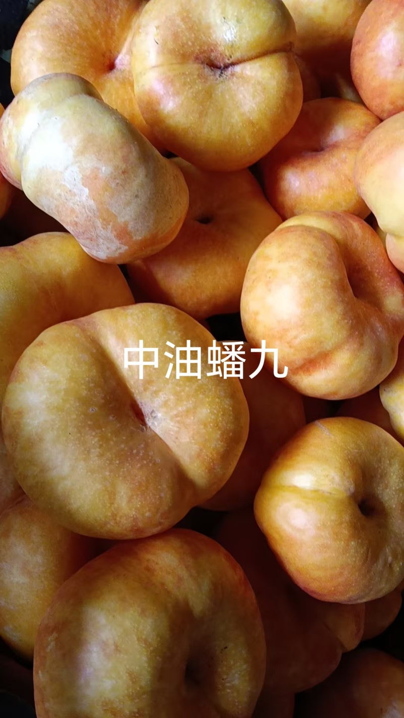 中油蟠九桃苗，大果黄肉高甜耐贮运