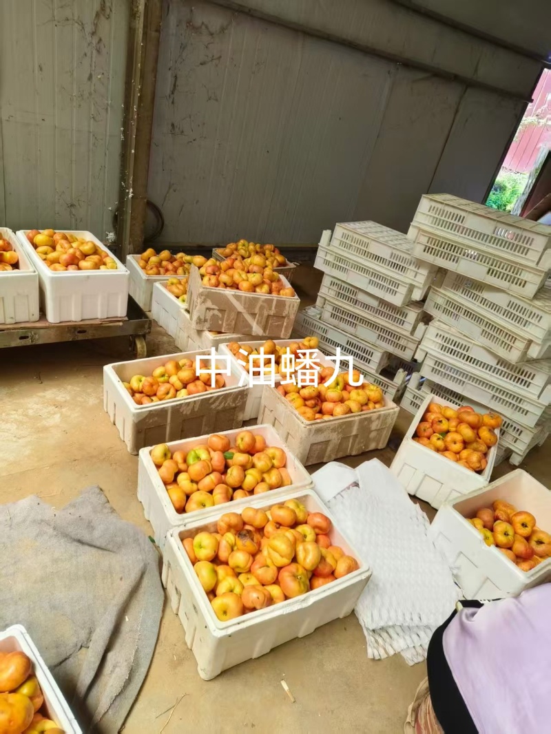 中油蟠九桃苗，大果黄肉高甜耐贮运