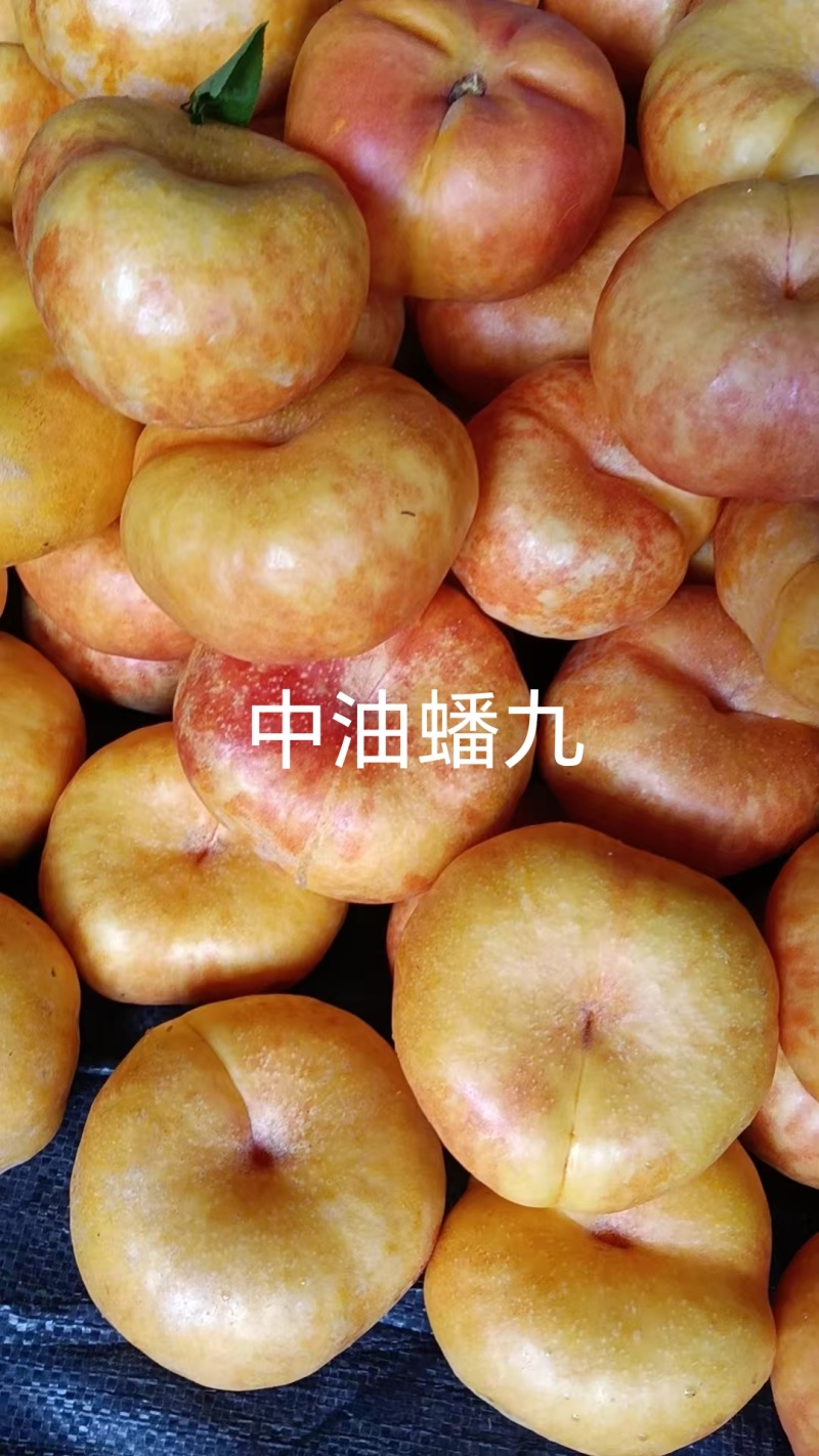中油蟠九桃苗，大果黄肉高甜耐贮运