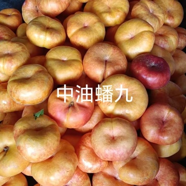 中油蟠九桃苗，大果黄肉高甜耐贮运