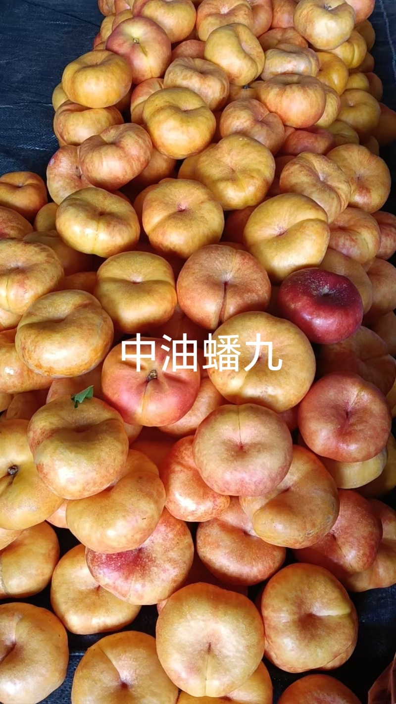 中油蟠九桃苗，大果黄肉高甜耐贮运