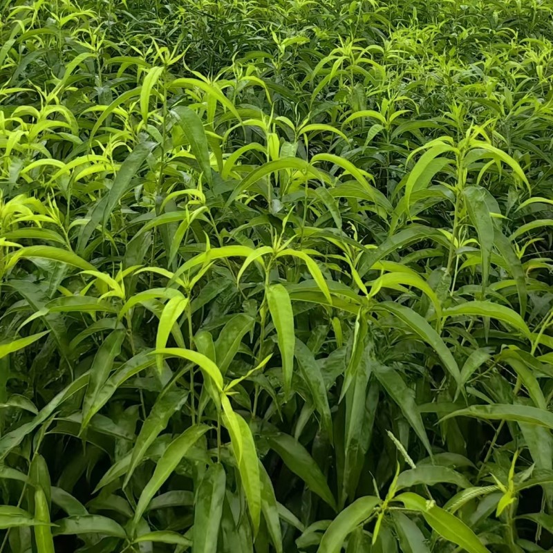 中油蟠九桃苗，大果黄肉高甜耐贮运