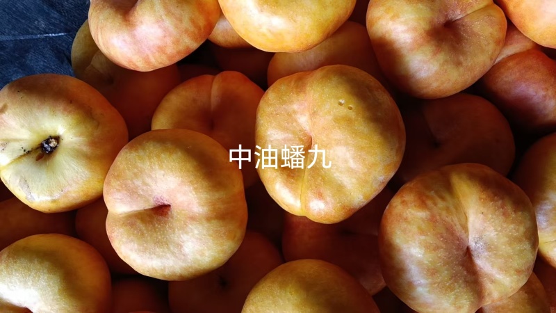 中油蟠九桃苗，大果黄肉高甜耐贮运