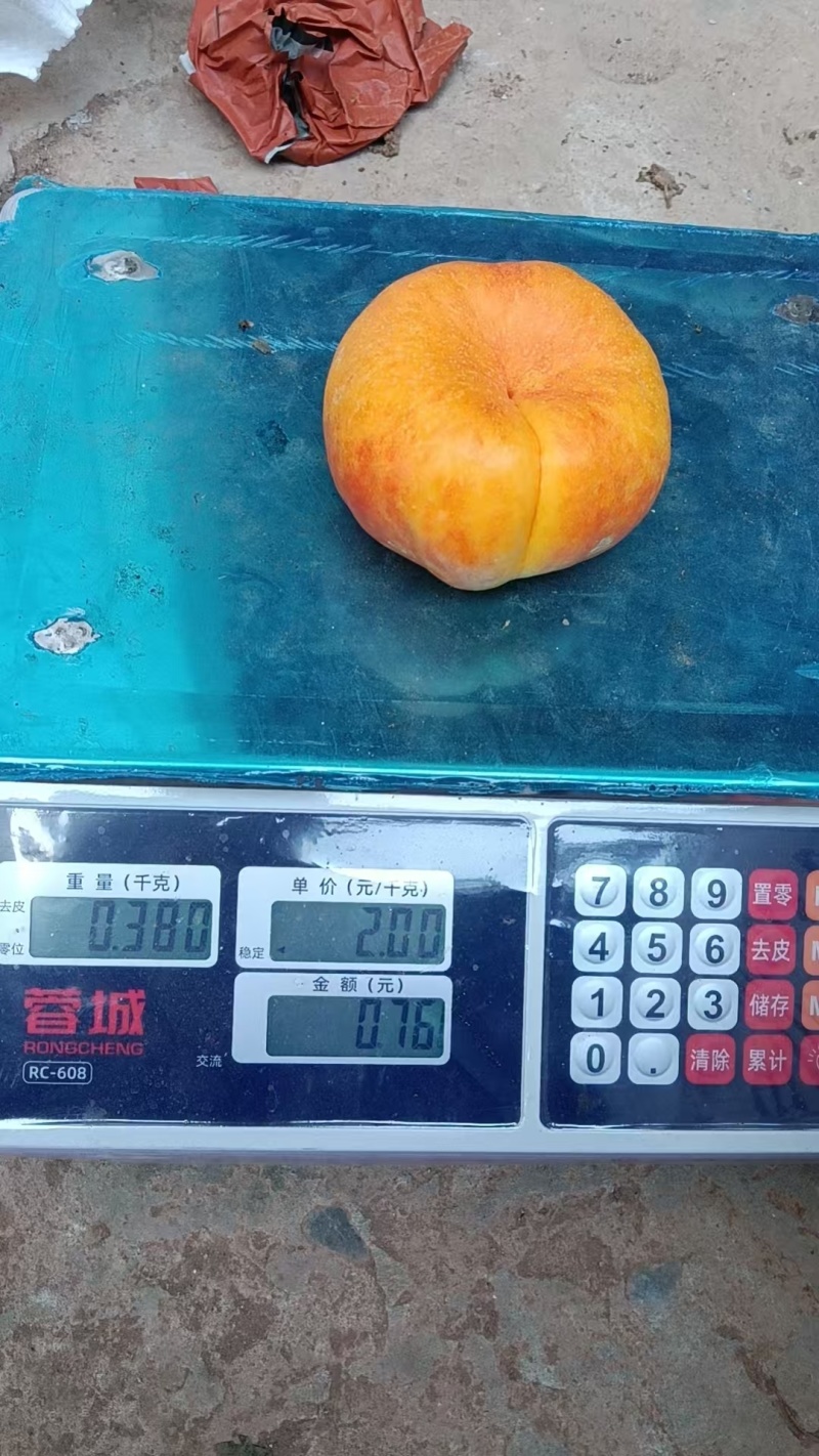 中油蟠九桃苗，大果黄肉高甜耐贮运