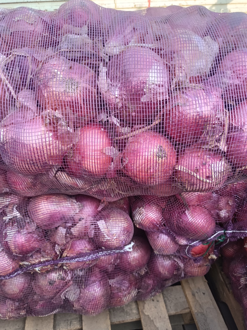 洋葱头