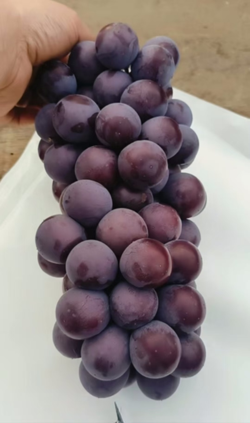 献县冷棚乒乓球大量供应中颗粒饱满酸甜适中
