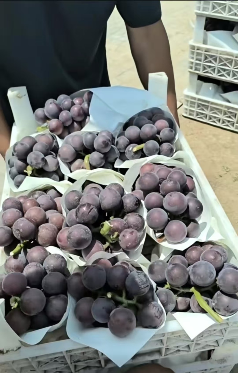献县冷棚乒乓球大量供应中颗粒饱满酸甜适中