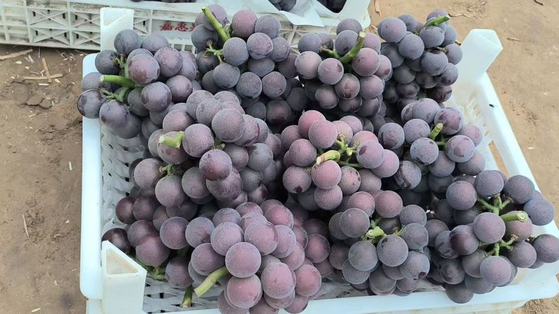 献县冷棚乒乓球大量供应中颗粒饱满酸甜适中